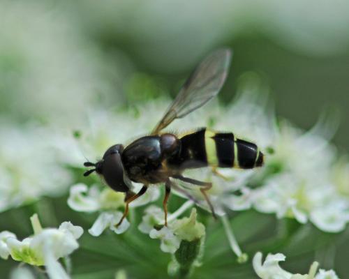 Réf. 266 261 : Dasysyrphus tricinctus